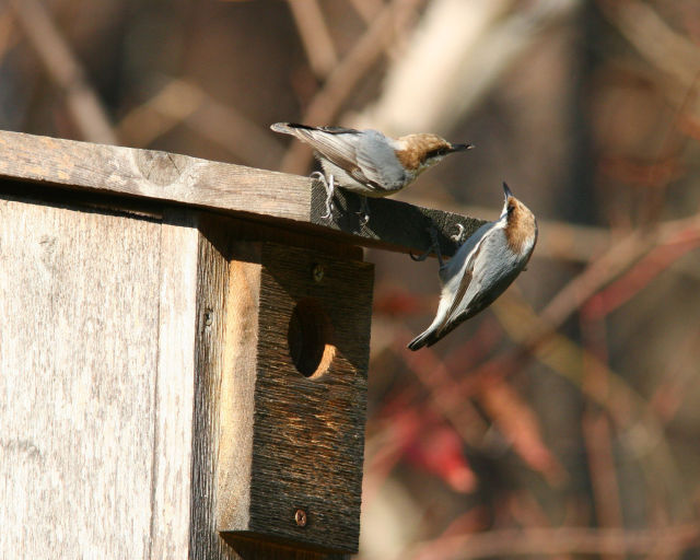 birds that sound like squeaky toys