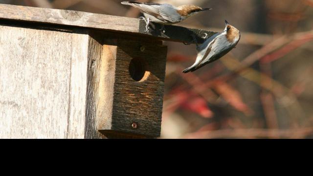 Night Bird Sounds Like Squeaky Toy Angkoo
