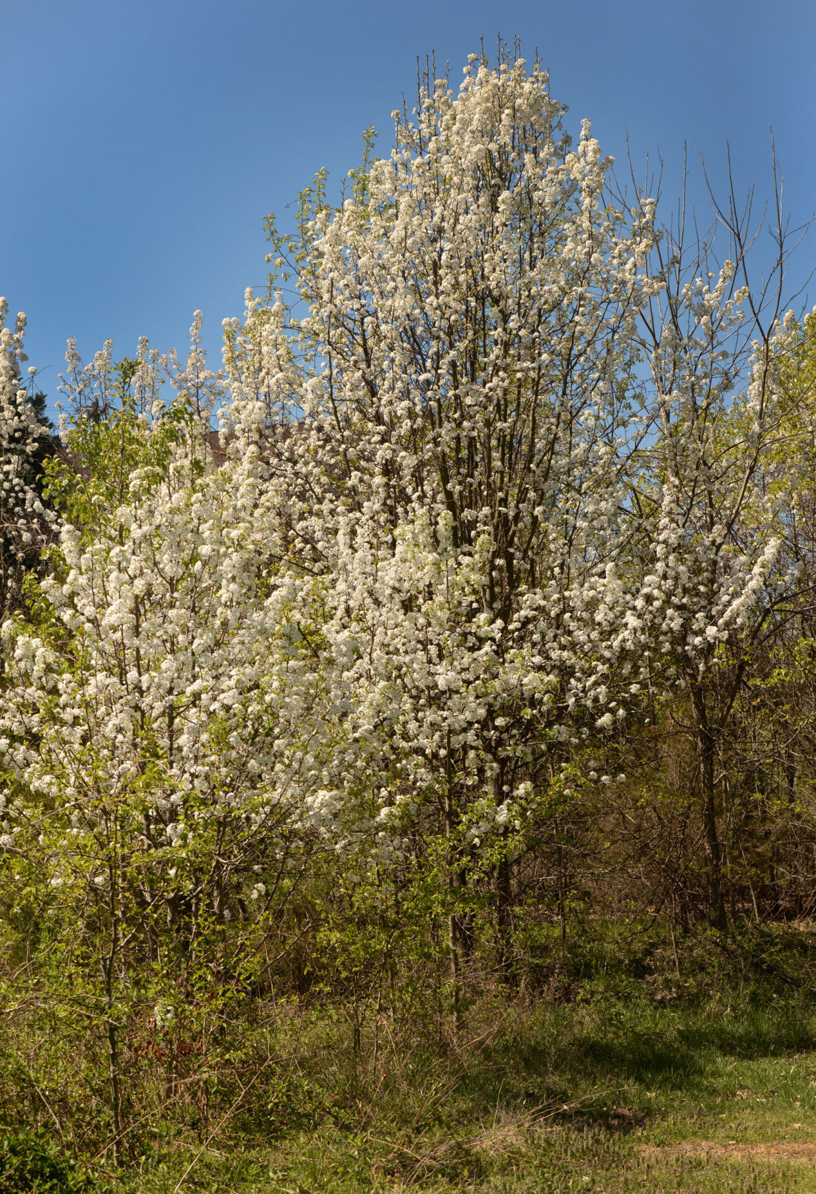 Dixon Invasive Nature Of Bradford Pears Journalnow Com