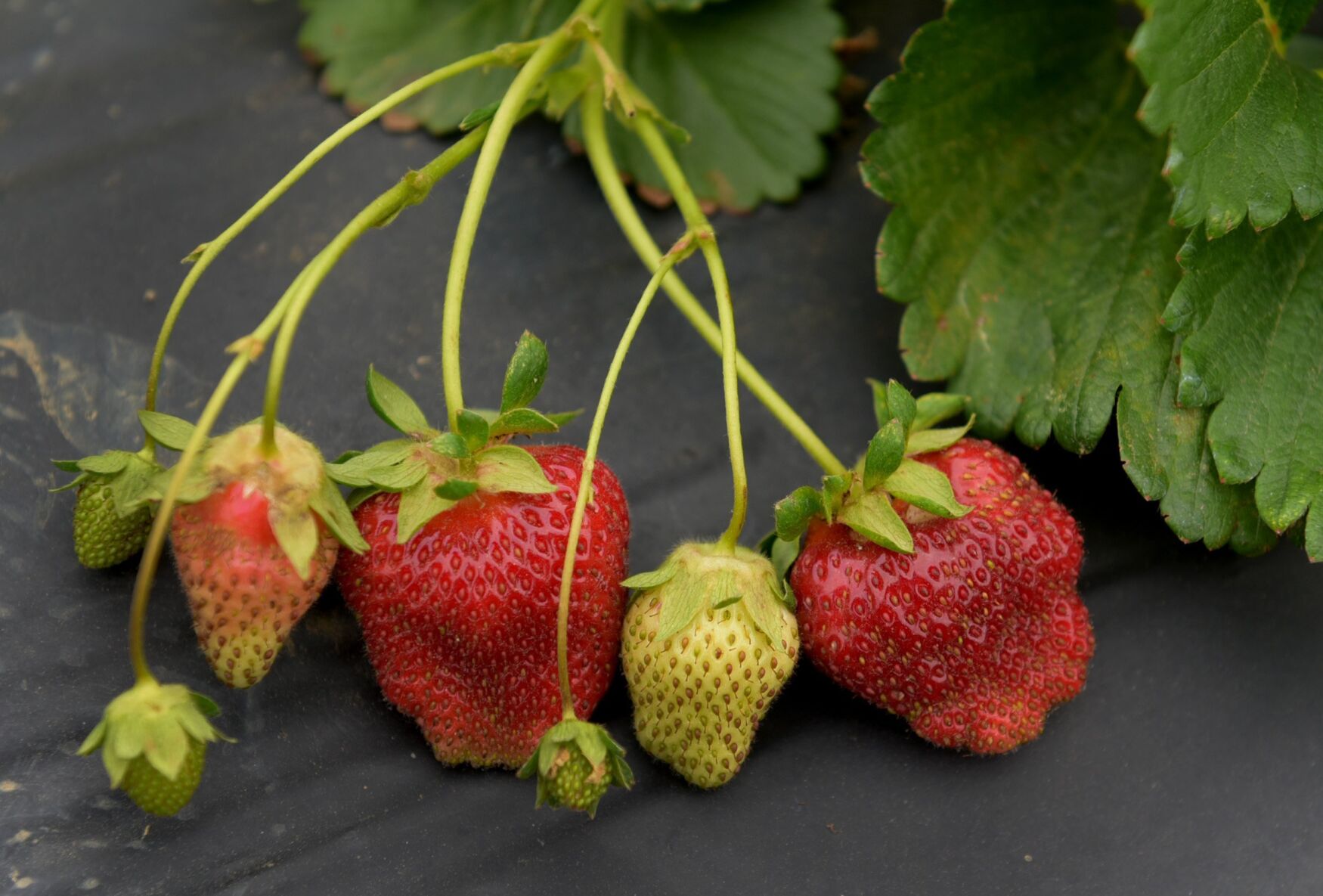 PHOTOS R&M Strawberry farm in Belews Creek