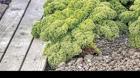 Try out new kinds to diversify the drop backyard garden | Household & Backyard