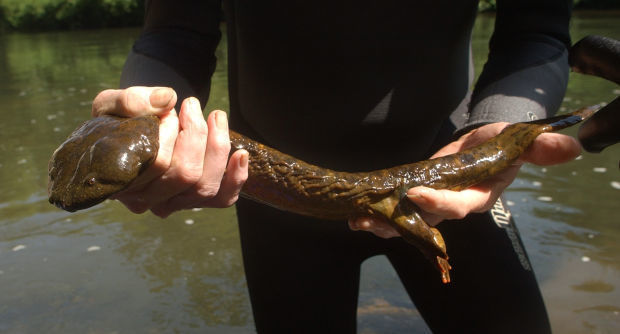 If you spot a hellbender or mudpuppy, this NC agency wants to know