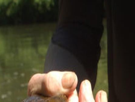 If You Spot A Hellbender Or Mudpuppy This Nc Agency Wants To Know Here S Why State Regional Journalnow Com
