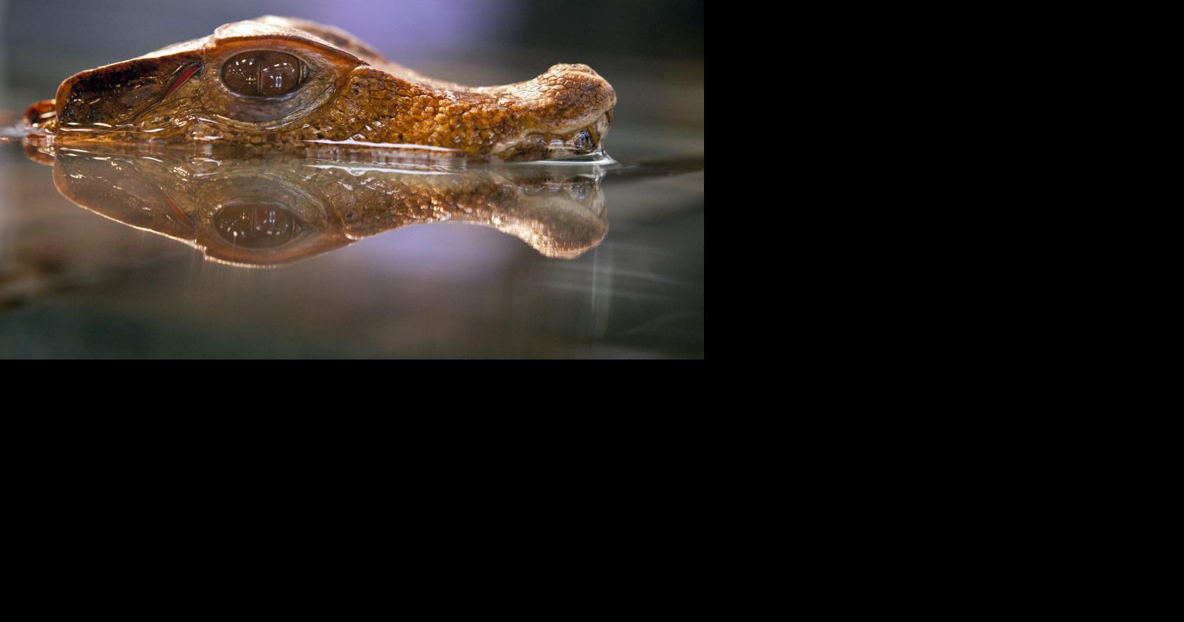 Interested in reptiles? Repticon is back in WinstonSalem this weekend