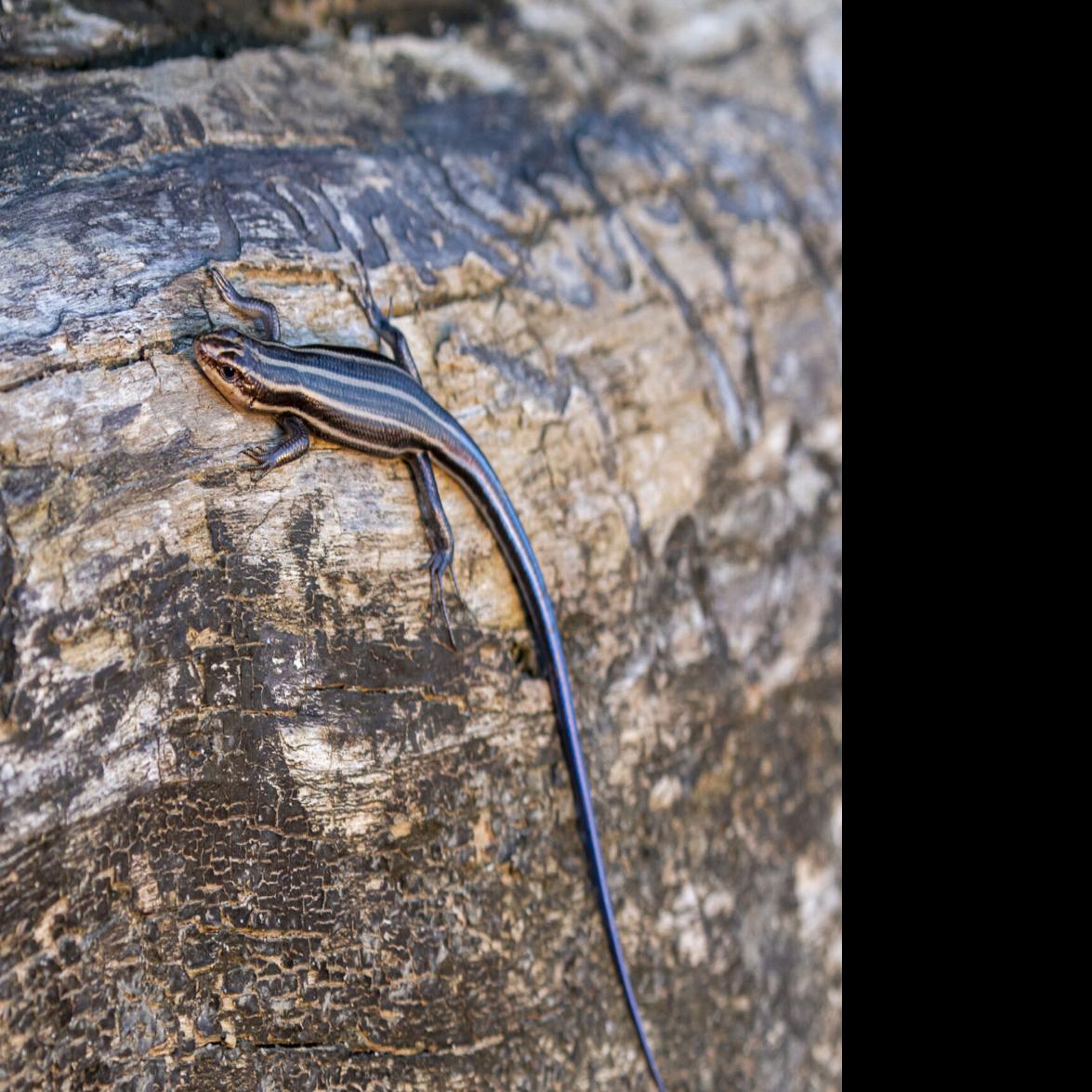 Ask Sam Are The Lizards I See In My Yard Dangerous Local News Journalnow Com