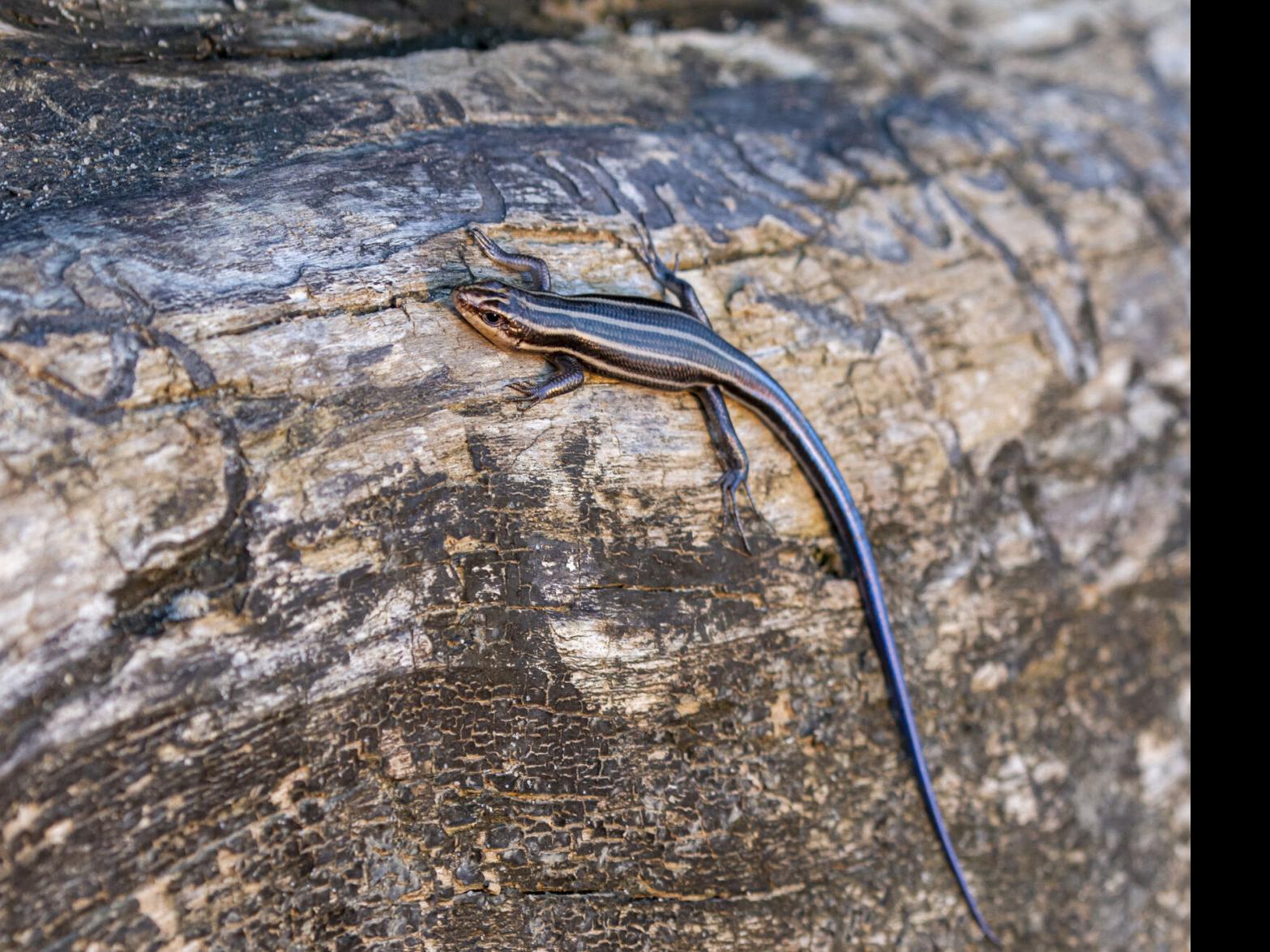 Ask Sam Are The Lizards I See In My Yard Dangerous Local News Journalnow Com