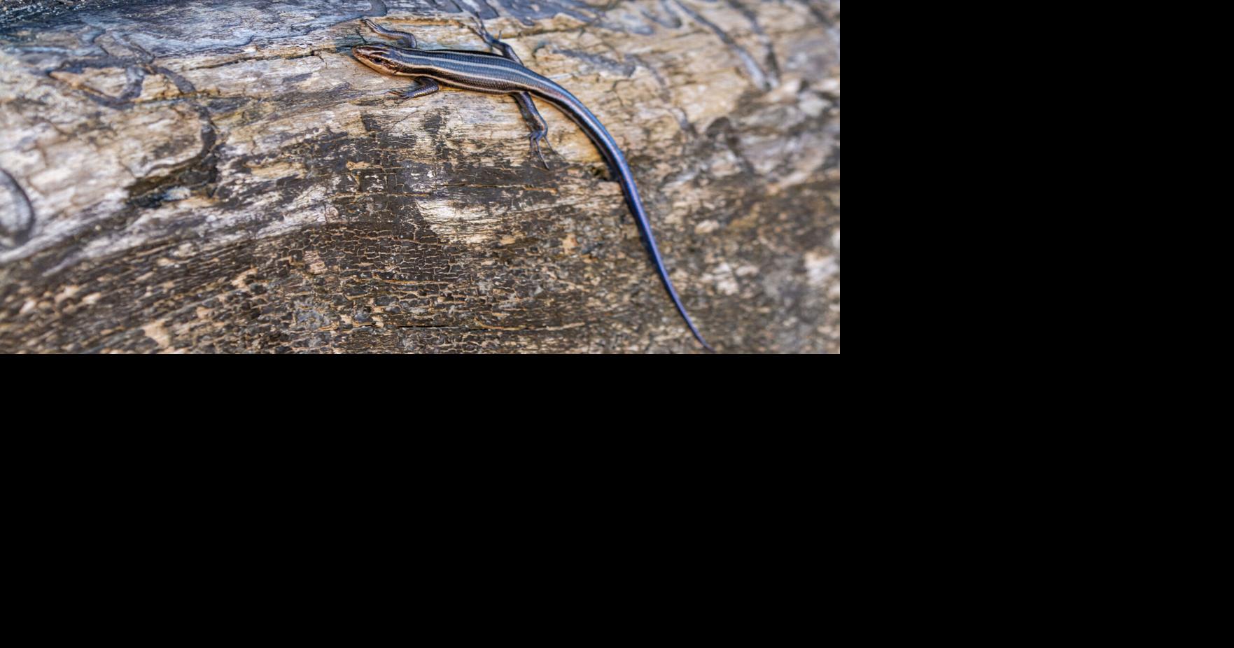Ask SAM: Are the lizards I see in my yard dangerous?
