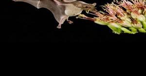 Ask SAM: Why are bats swarming our pool at night? - Vimarsana News