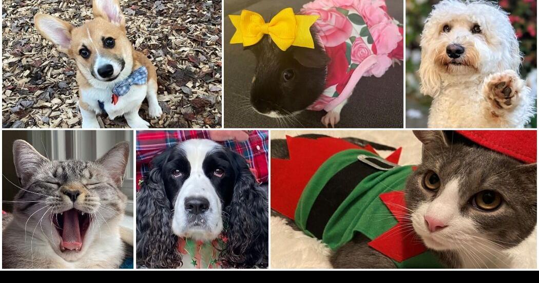These are some of your cutest pets