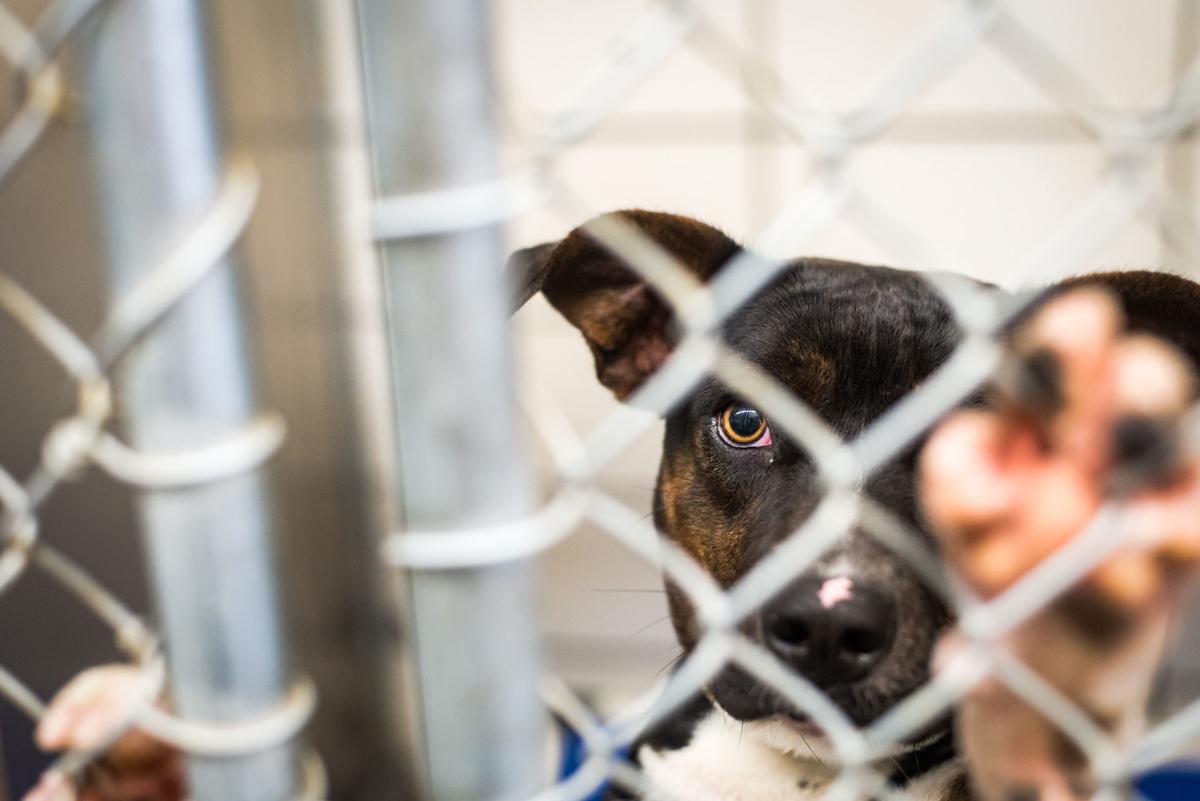 Photos Davidson County Animal Shelter is at full capacity