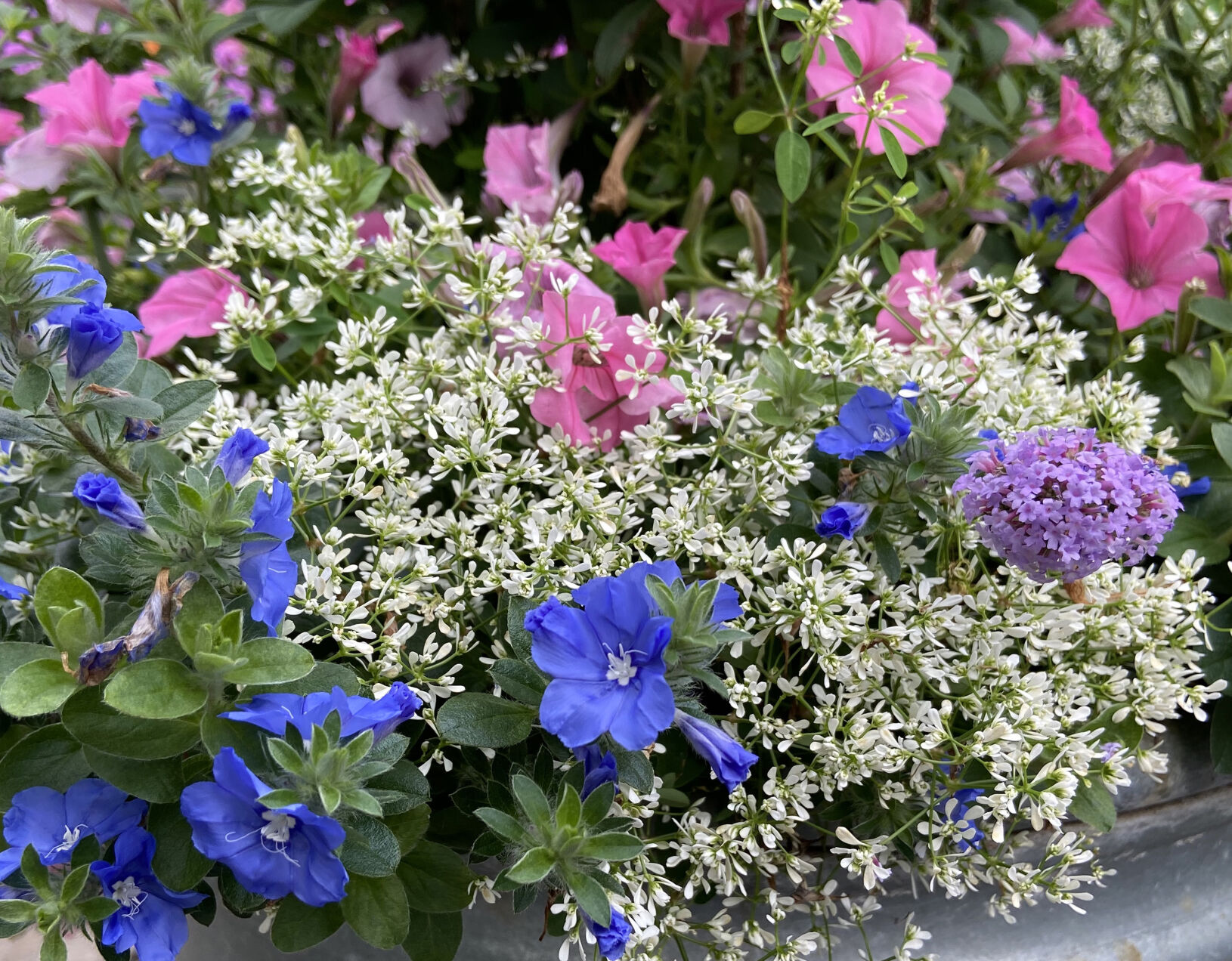 Image of Verbena and Euphorbia Diamond Frost