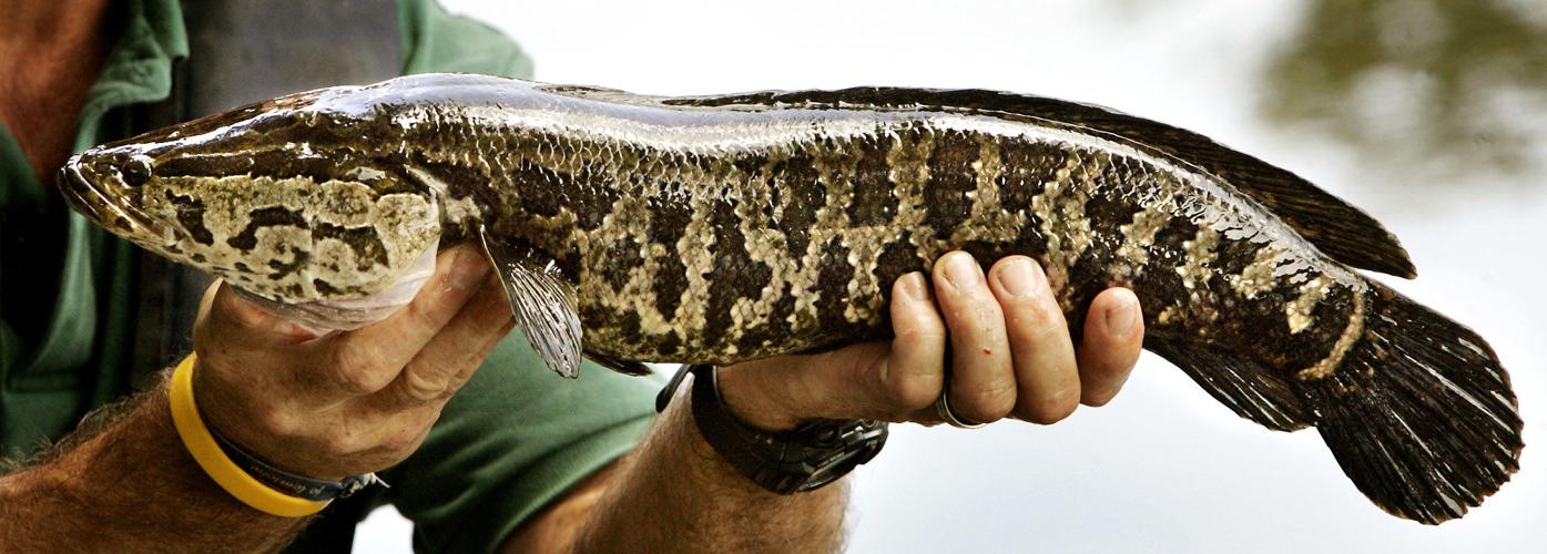 Invasive snakehead fish habits studied by Wake Forest researcher