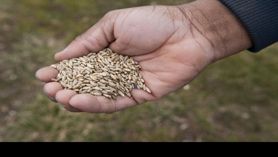 Include crops useful for gardens all through the winter | House & Garden
