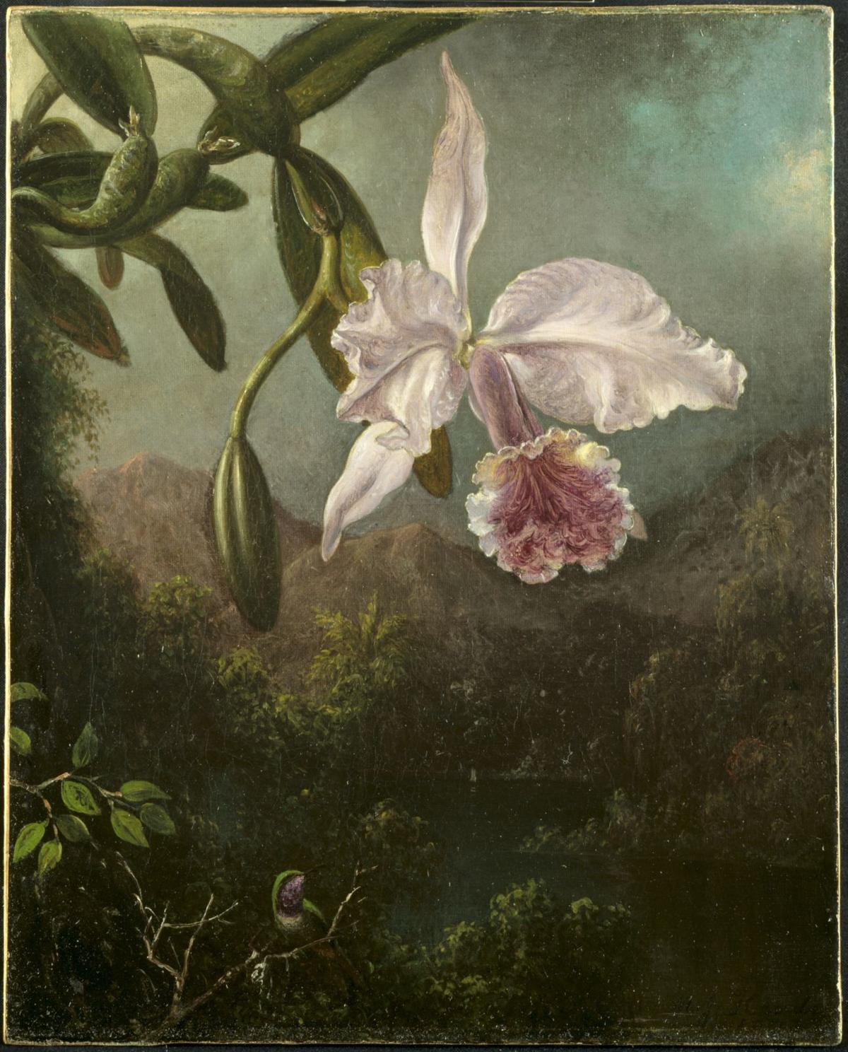 19th Century Artist Was Known For His Orchid Paintings Lifestyles Journalnow Com