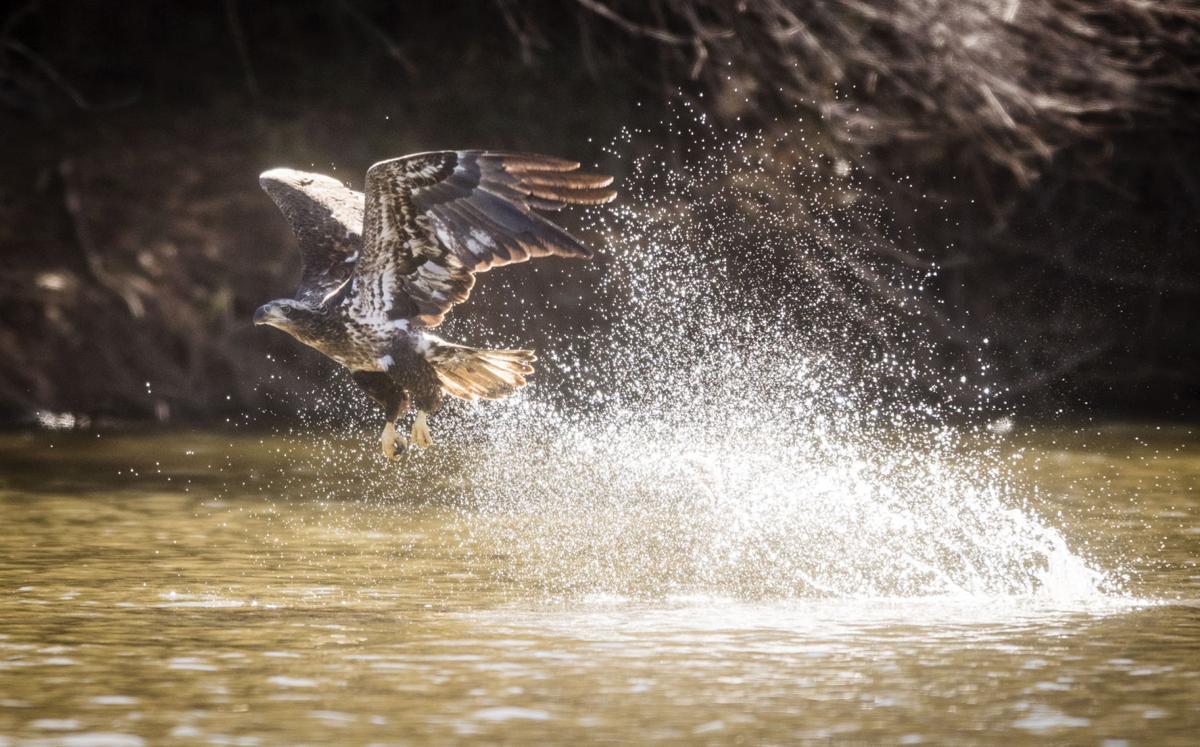 Get Out: Bald Eagle viewing at Jordan Lake