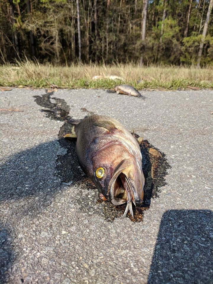 Horrible Stench On I 40 From Countless Dead Fish As Floodwaters From Florence Recede In Pender County Local News Journalnow Com