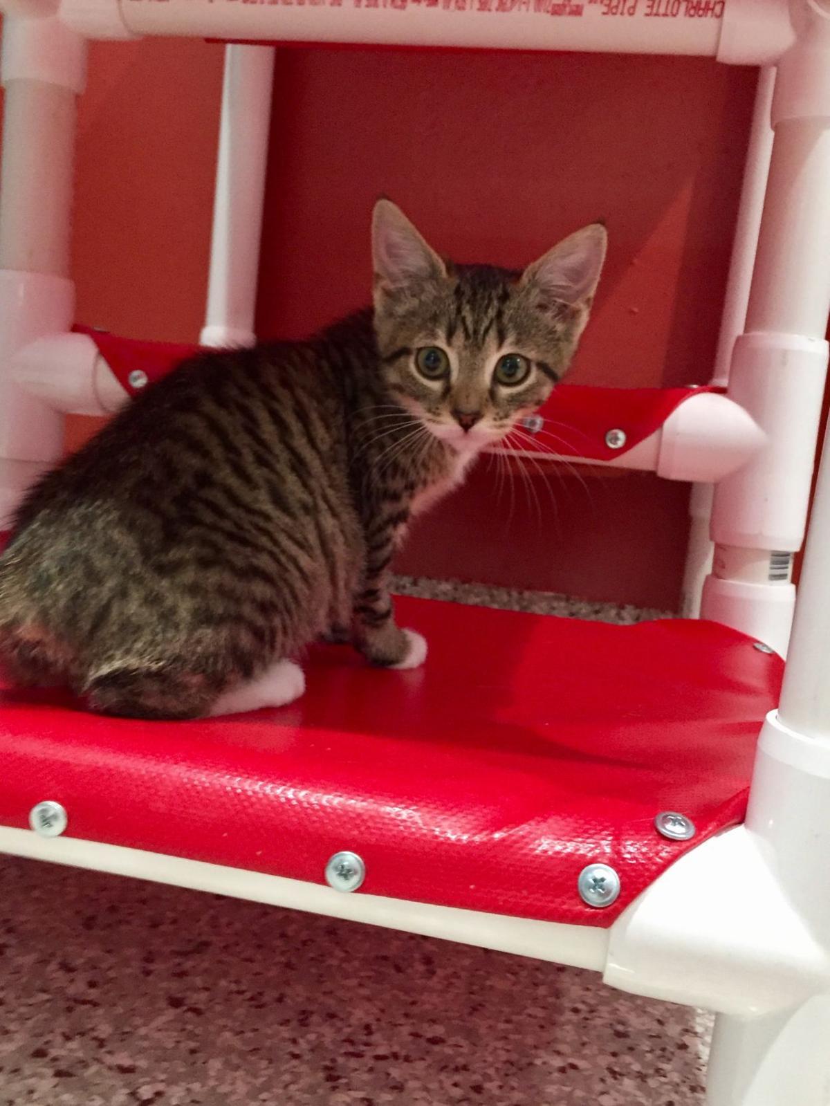 Free Pets At Humane Society Thursday Through Saturday In Christmas Surprise Local News Journalnow Com