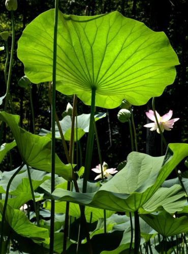 David Bare: The beauty of the lotus garden