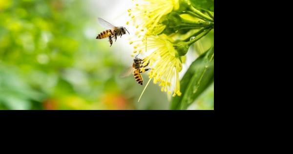 Spring is finally here, and so are green leaves, colorful blooms and pollinators - Vimarsana News