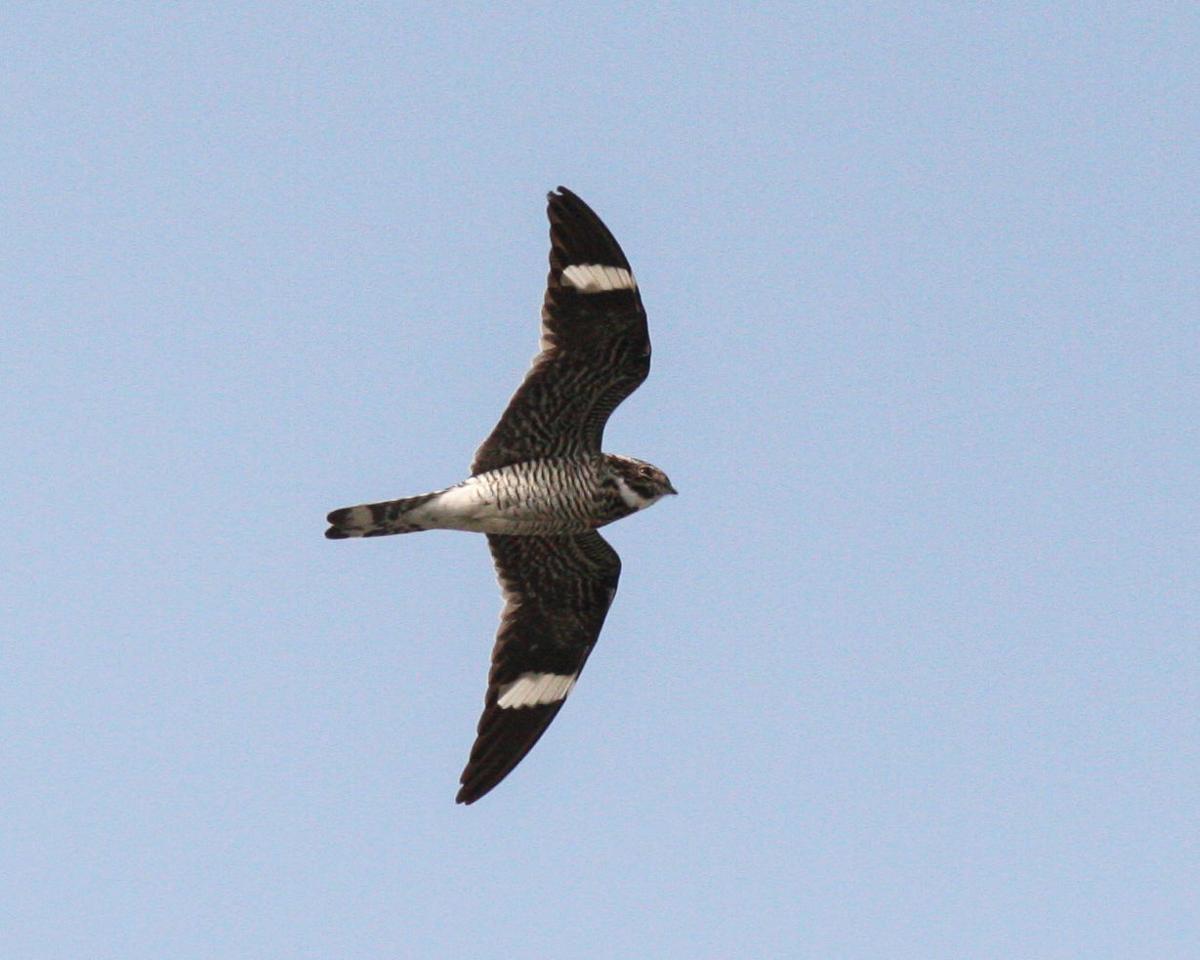 Poorly named nighthawk is neither nocturnal nor a hawk