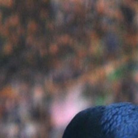 Crows Love To Socialize Especially In Winter Food Journalnow Com
