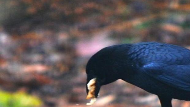 forbrug bitter Fem Crows love to socialize, especially in winter | | journalnow.com