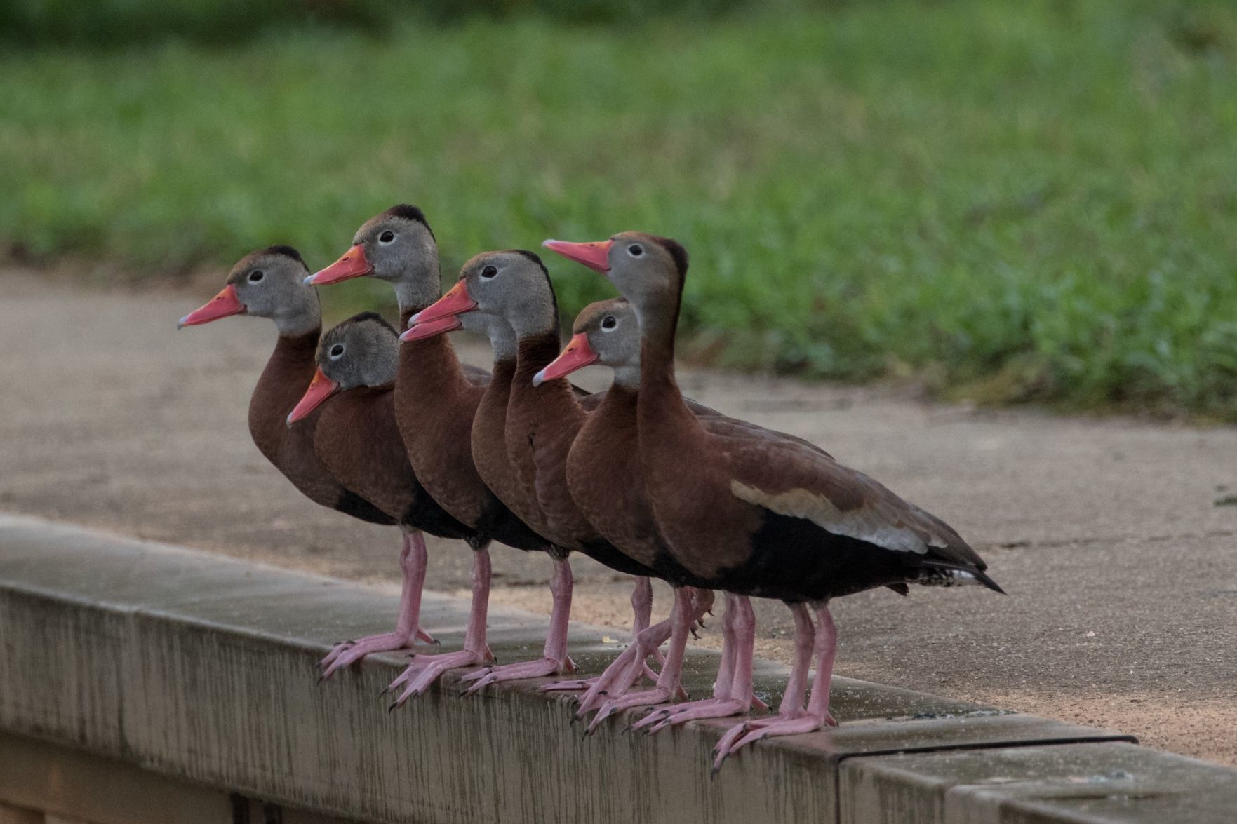 Birds: Black-bellied Whistling-ducks Make A Rare Appearance In Forsyth ...