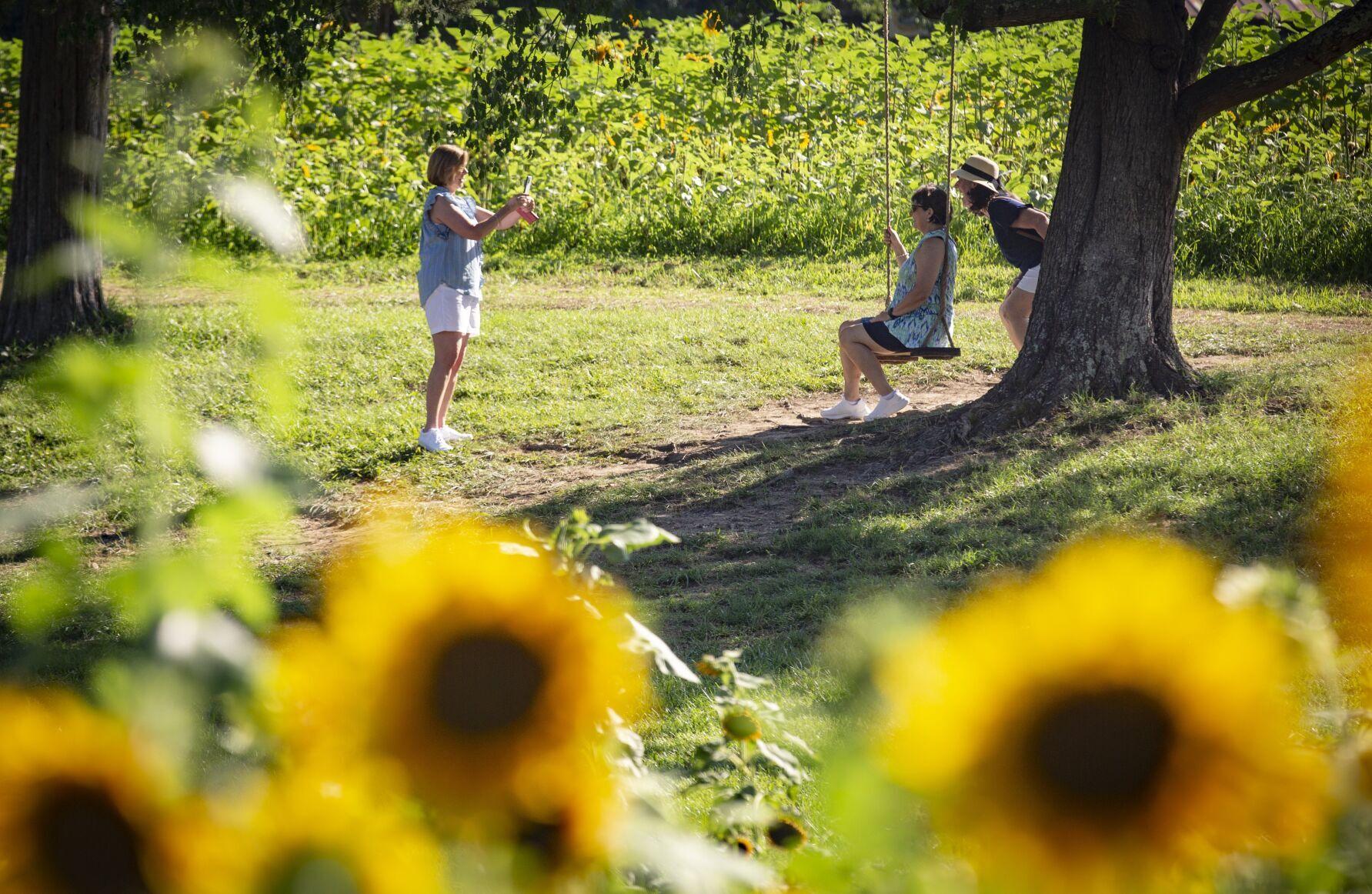 PHOTOS Sunflowers in full bloom at Kernersville's Dewberry Farms