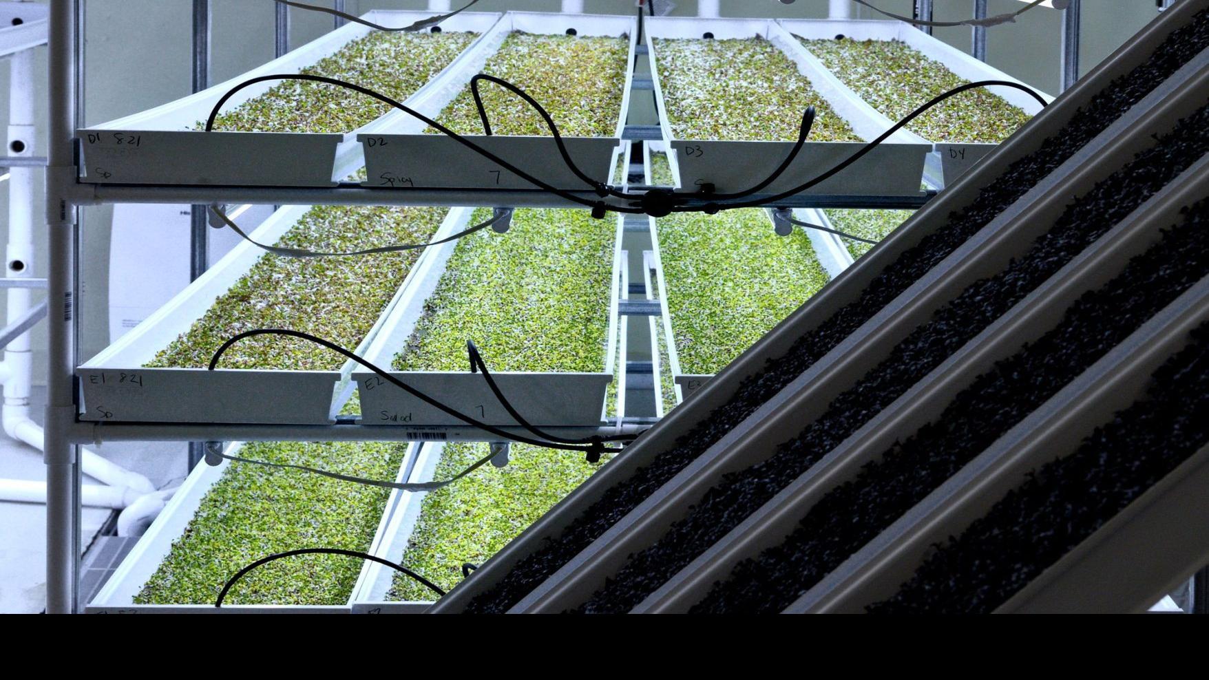 Business Is Thinking Small And Green Food Journalnow Com