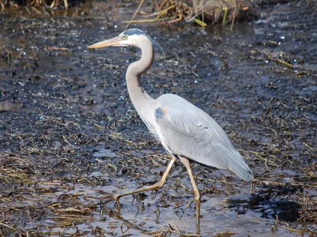 Great blue herons are common in the Piedmont