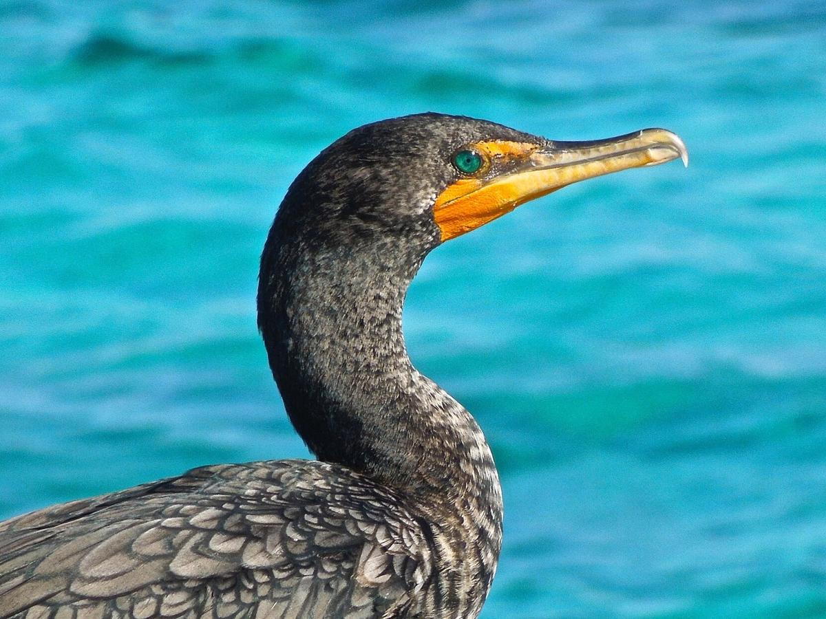 Birds Cormorants are a coastal bird, but you can find them at Salem