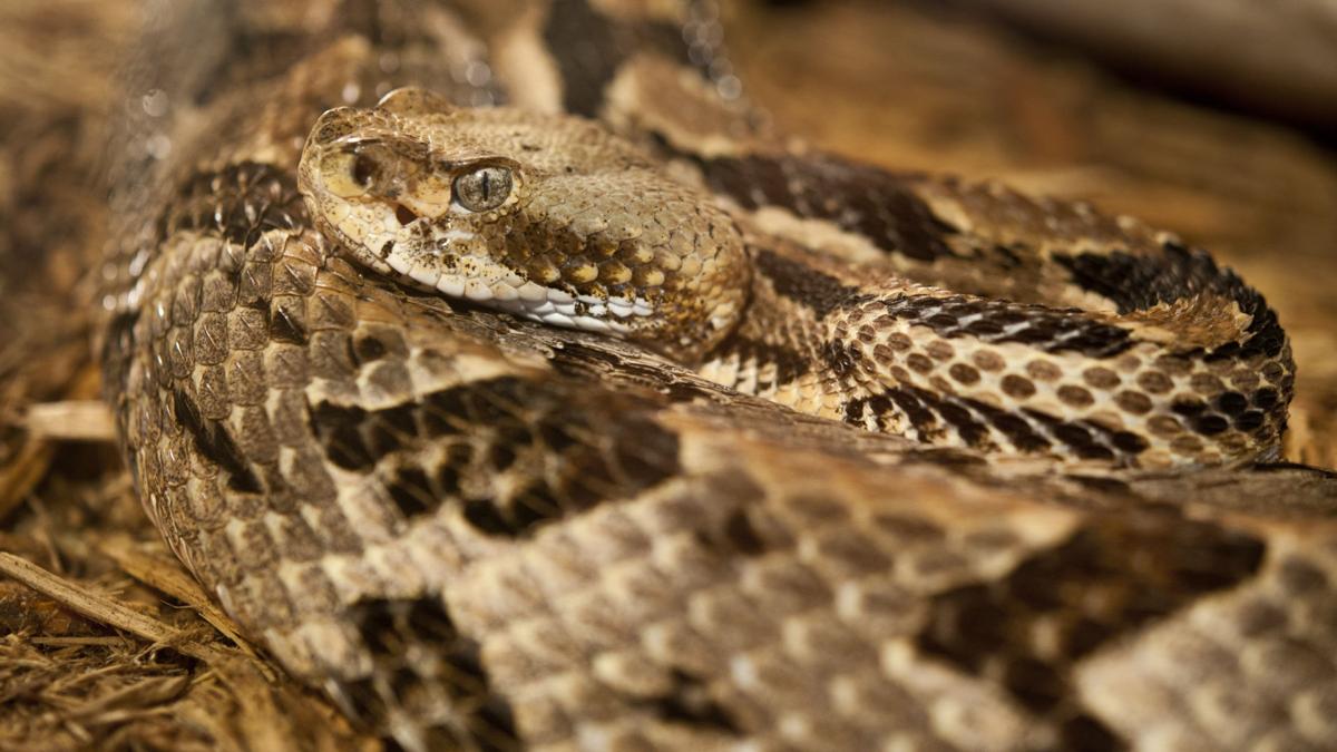Snakebite Victims Trickling Into Local Hospitals But Forsyth Escapes Uptick Seen Elsewhere In Nc Local News Journalnow Com Snakebite Victims Trickling Into Local Hospitals But Forsyth Escapes Uptick Seen Elsewhere In Nc Local News Journalnow Com