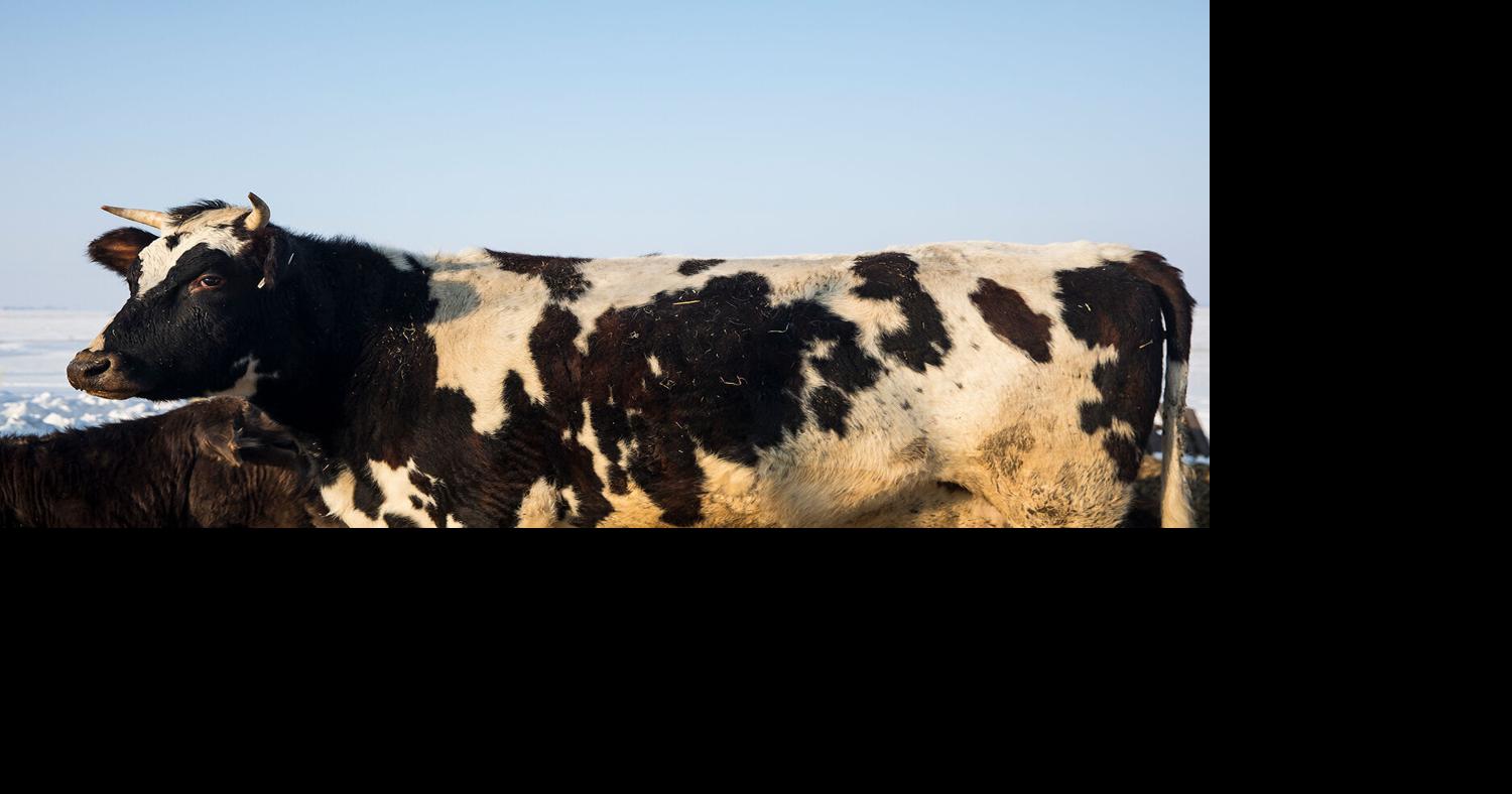 Cows help catch a suspect
