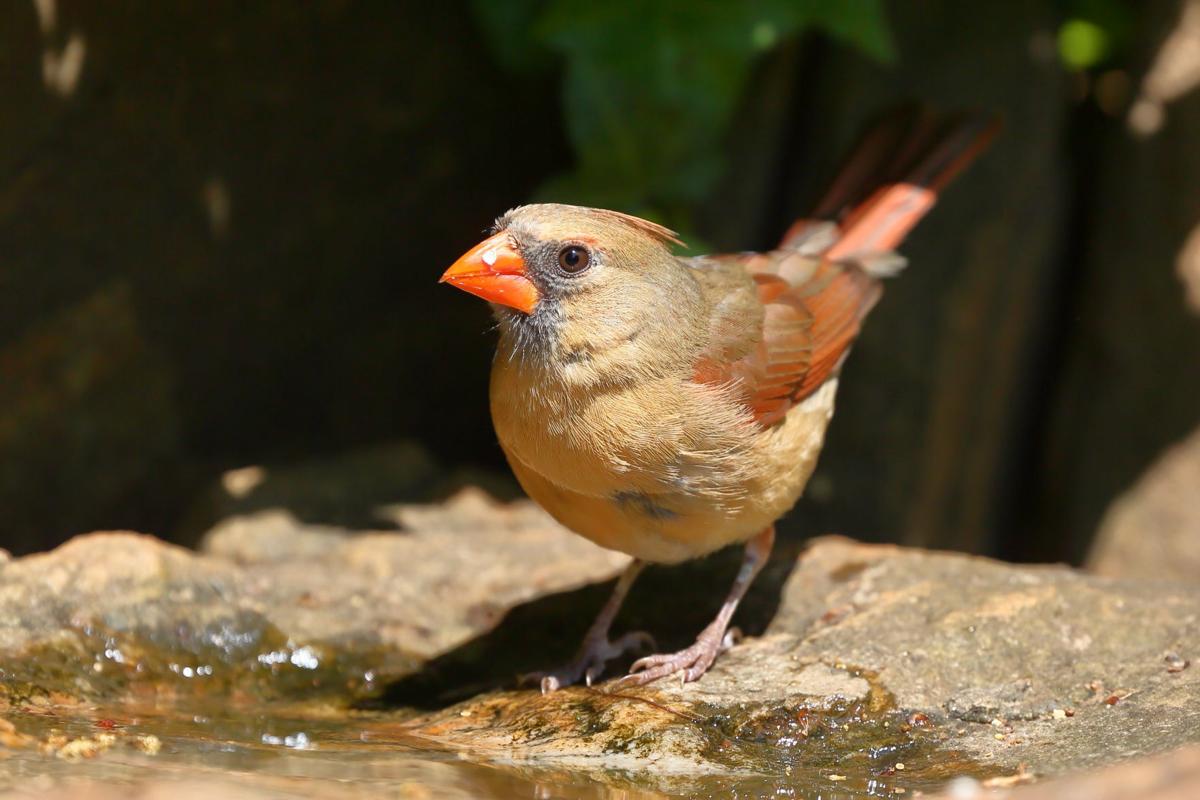A Mother S Work Is Never Done For Cardinals Lifestyles Journalnow Com