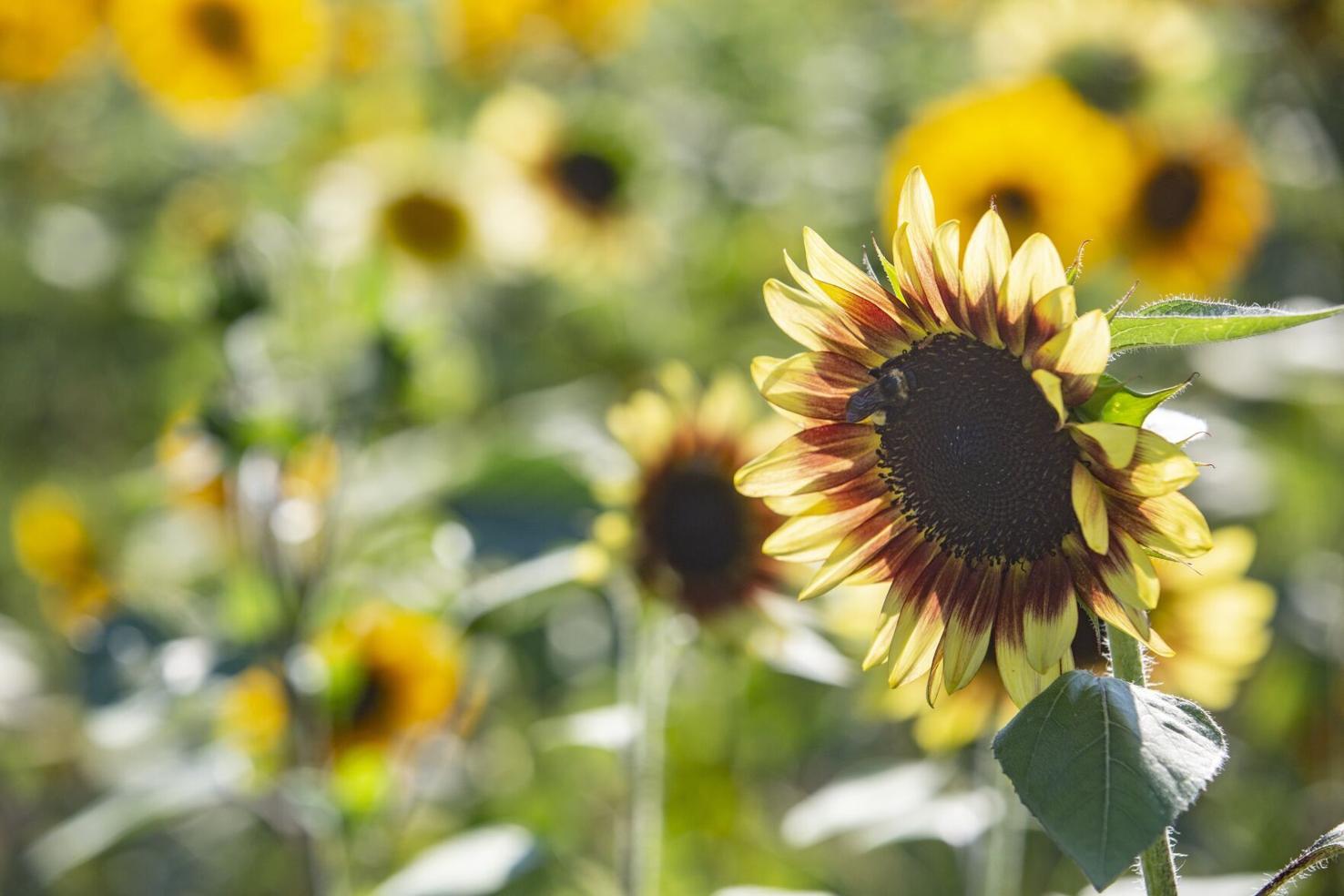 PHOTOS Sunflowers in full bloom at Kernersville's Dewberry Farms