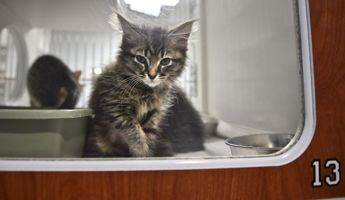 Humane Society Wants To Take Over Forsyth County Shelter And Kill