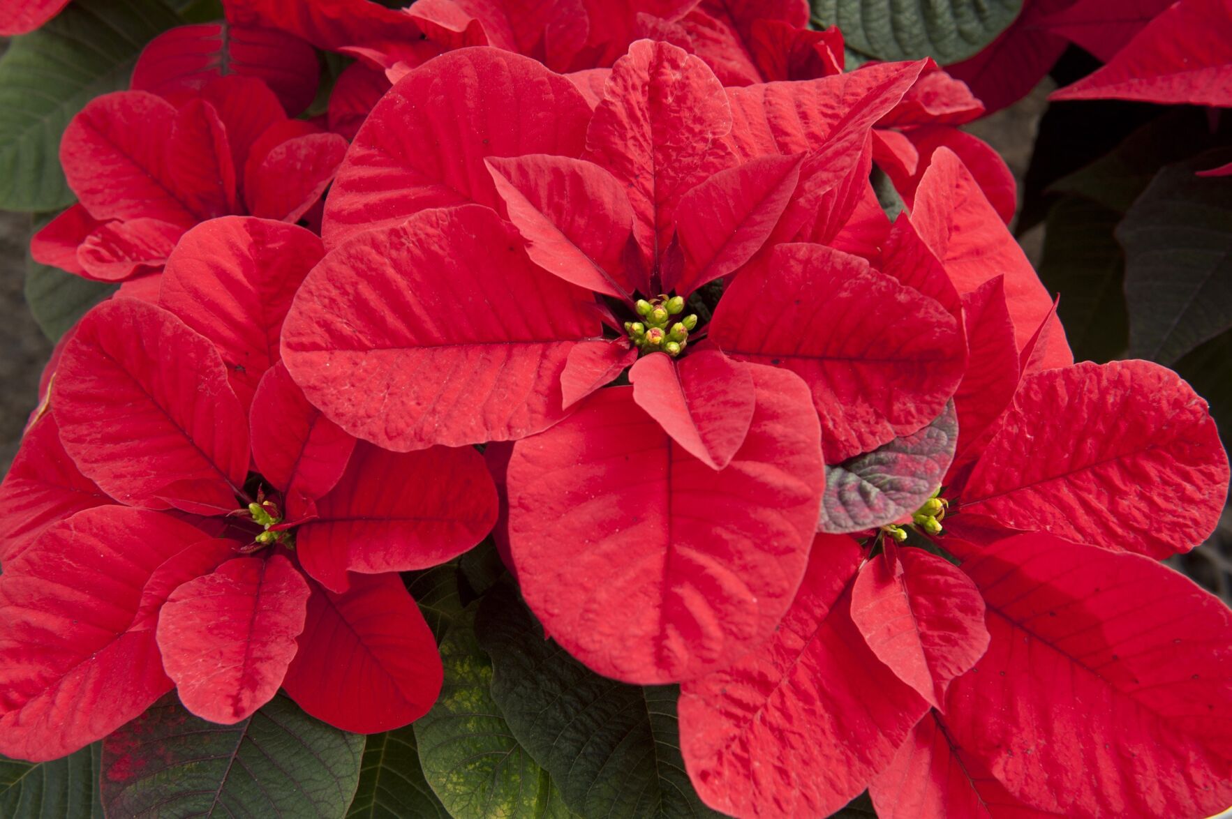 A Handful Of New Poinsettias Are Released Each Year   61b0c62c34bb7.image 