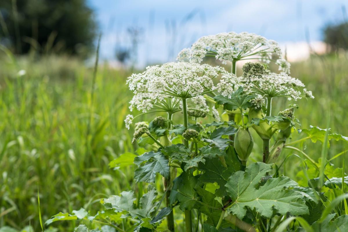 Don't touch that plant! Giant hogweed can cause burns, blindness
