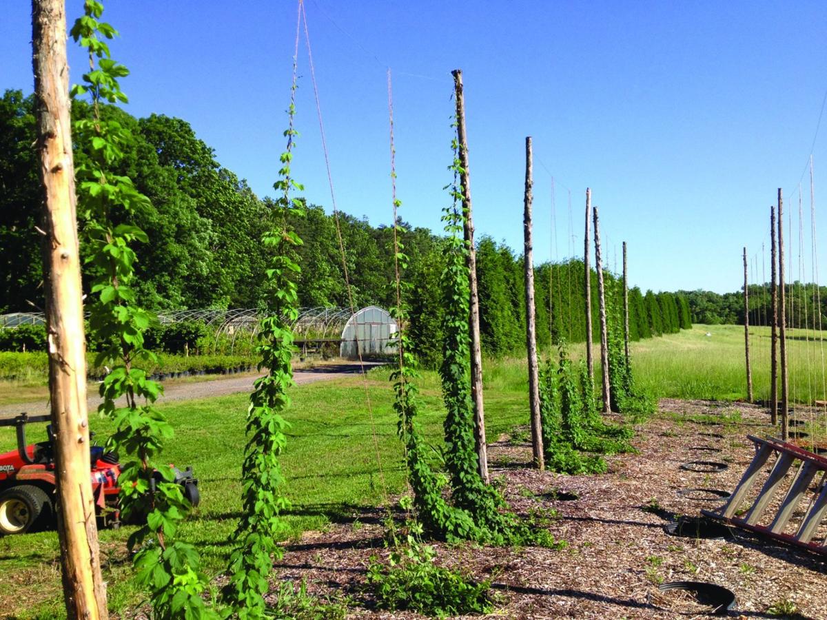 More People Starting To Grow Hops In This Region