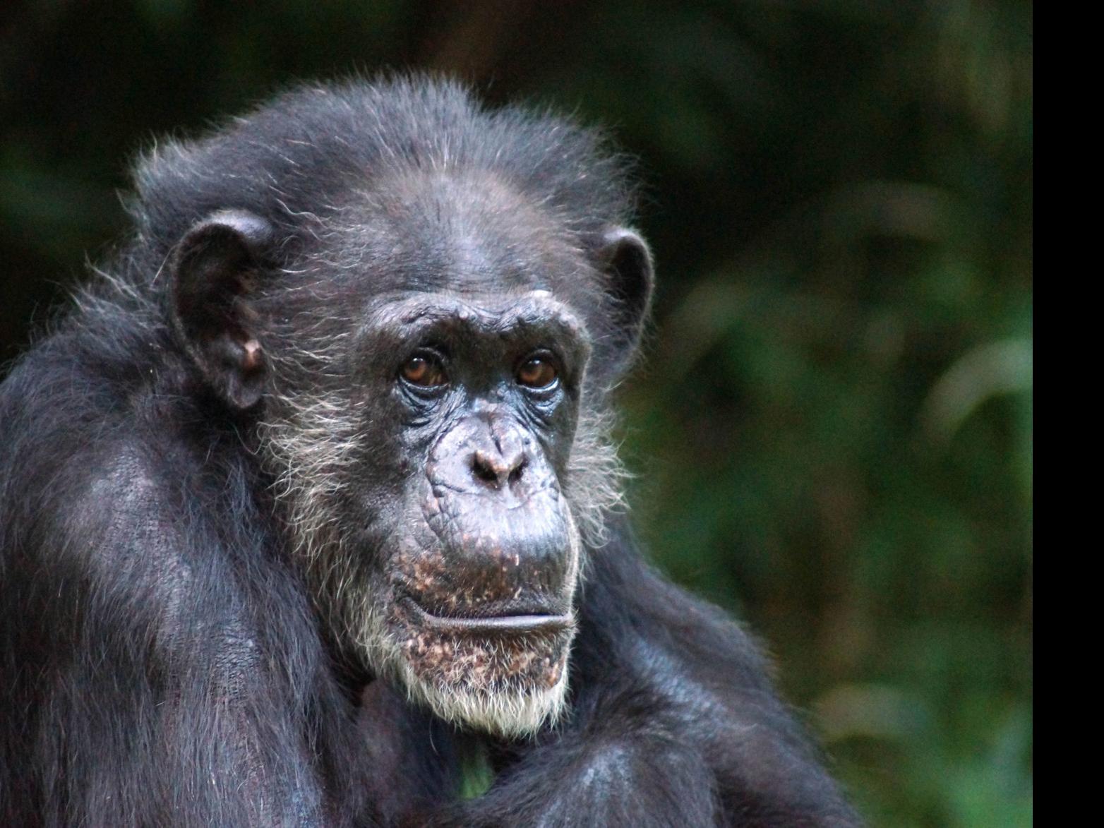 pics Ham Chimpanzee Death alpha female chimp maggie dies
