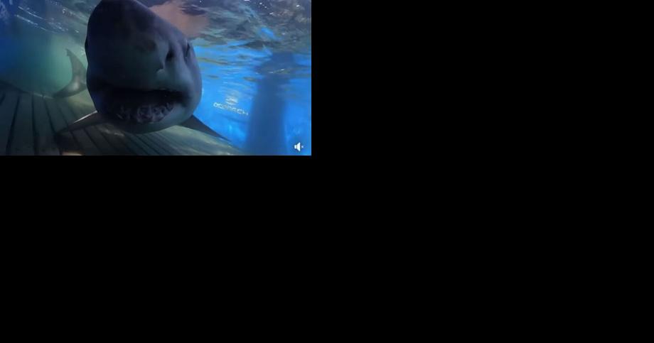 Gathering of great white sharks — some 13 feet long — tracked off NC's Outer Banks - Vimarsana News