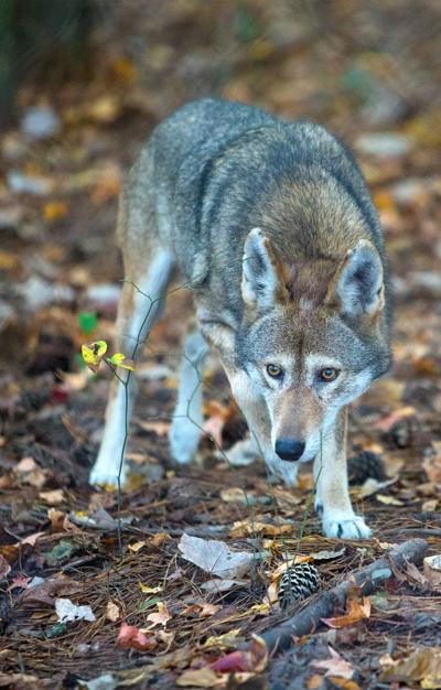 North Carolina red wolf program to undergo review