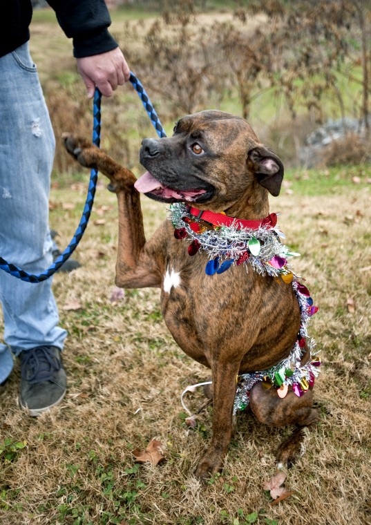 Lewisville Christmas Parade Galleries