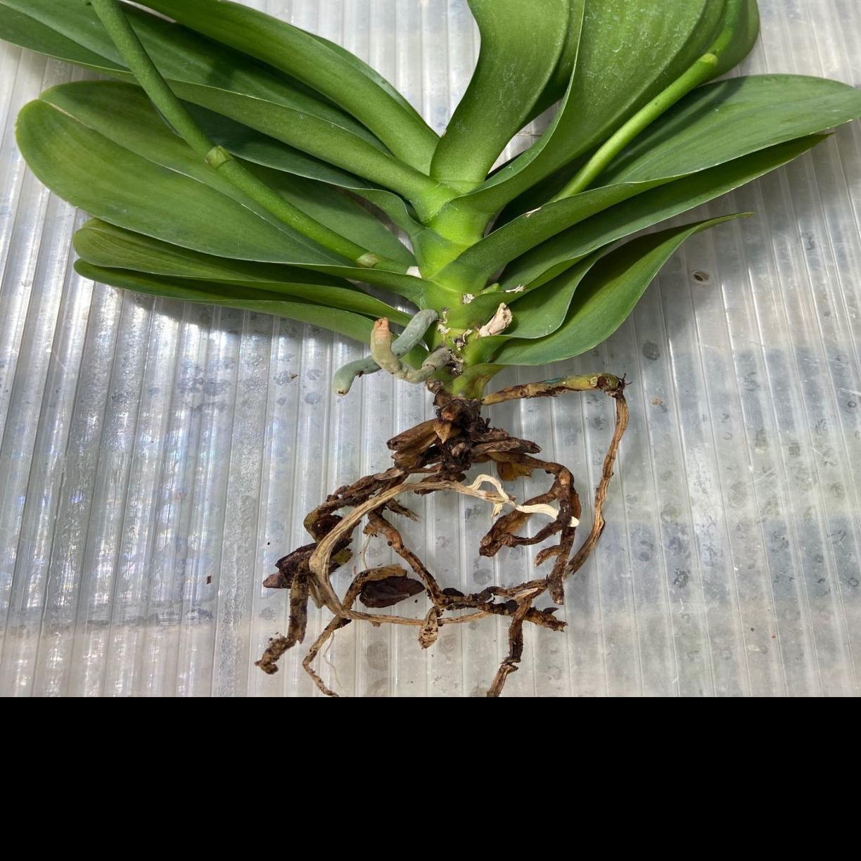 Orchids Can Survive For A While Without Roots Lifestyles Journalnow Com