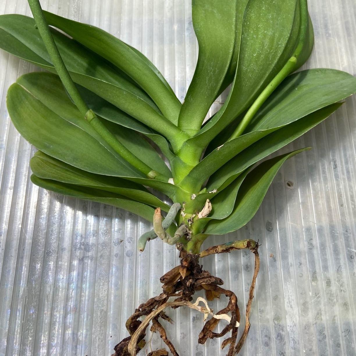 Orchids Can Survive For A While Without Roots Lifestyles Journalnow Com