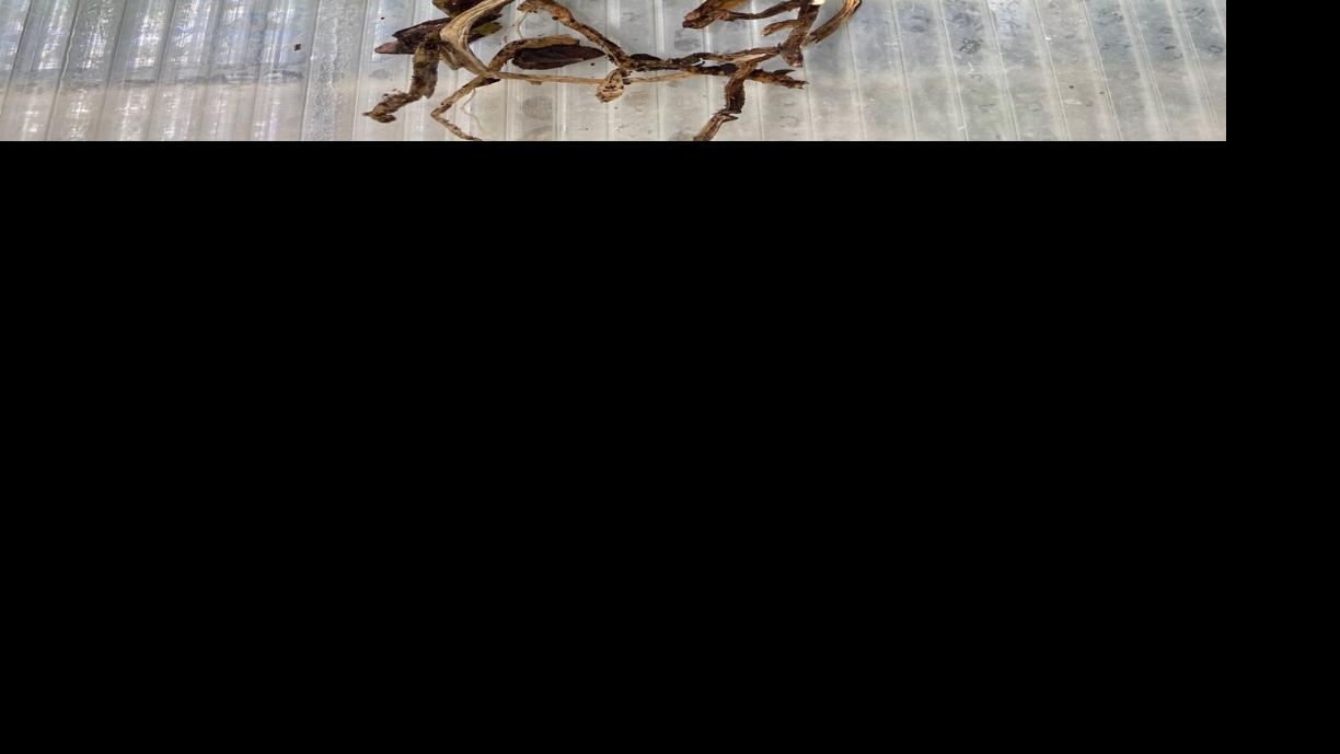 Orchids can survive for a while without roots