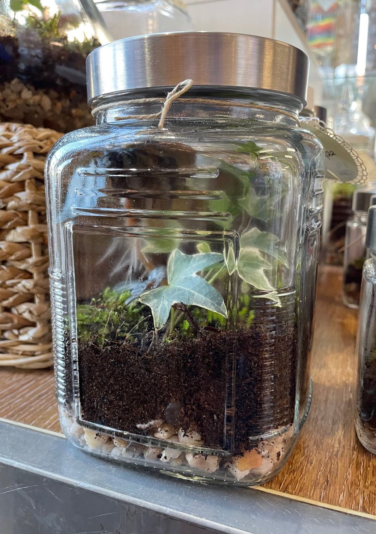 Mossy Mojo Terrariums