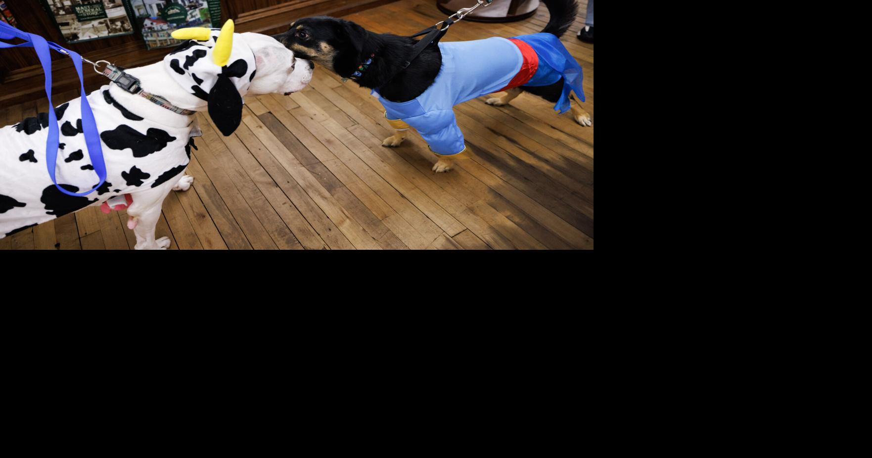 Dogs Night Out Howl-O-Ween Mast General