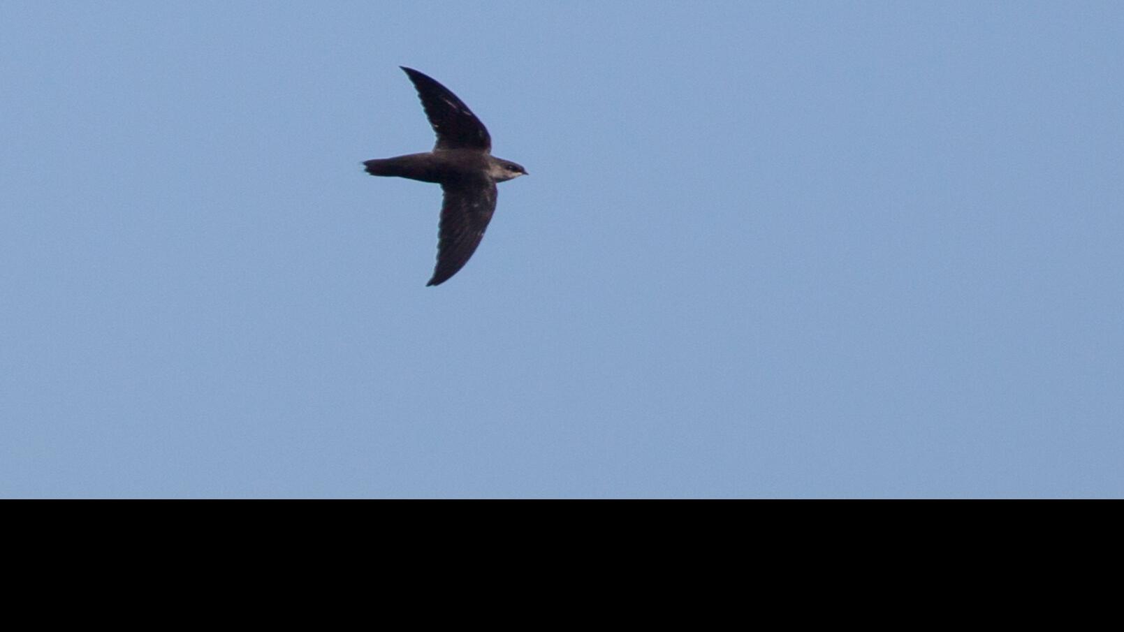 Birds Fall Migration Has Its Joys Too Journalnow Com View the daily youtube analytics of chimneyswift11 and track progress charts, view future predictions, related channels, and track realtime live sub counts. birds fall migration has its joys too