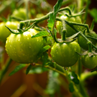 Ask SAM: Could fallout from the Weaver fire affect my home garden? | Local News Ask SAM: Could fallout from the Weaver fire affect my home garden? | Local News